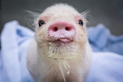 Das PR-Bild des Jahres. Der Liebling der Frauen ist der Minipig Rudi