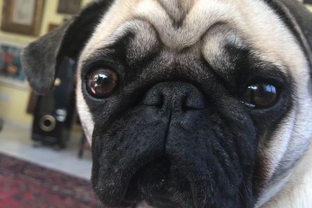 Der Redaktions Mops Adele macht schon seit seiner Geburt Home Office und freut sich das nun 22.000 SAP Mitarbeiter das auch duerfen