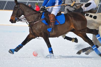 Polopferde Polopferde