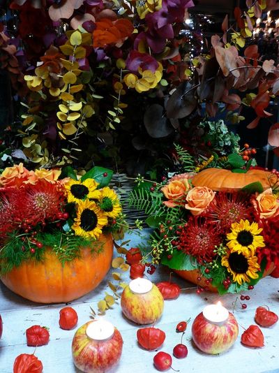 Ideale Begleiter für Halloween und Erntedank