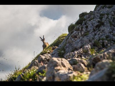 Das Füssener Tegelberg-Gebiet im bayerischen Allgäu ist für seine häufigen Steinbock-Sichtungen bekannt und zählt zum grenzüberschreitenden EU-Projekt Lebensspur Lech