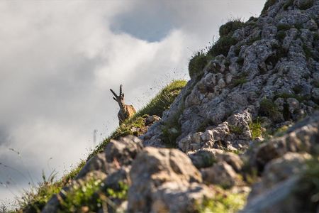 Das Füssener Tegelberg-Gebiet im bayerischen Allgäu ist für seine häufigen Steinbock-Sichtungen bekannt und zählt zum grenzüberschreitenden EU-Projekt Lebensspur Lech