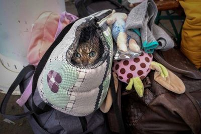 Viele Ukrainer:innen fliehen mit ihren Heimtieren