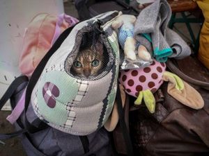 Viele Ukrainer:innen fliehen mit ihren Heimtieren Viele Ukrainer:innen fliehen mit ihren Heimtieren