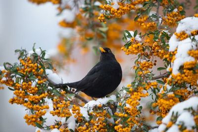 Die kleinen Piepmaetze brauchen im Herbst und Winter viel Vogelfutter