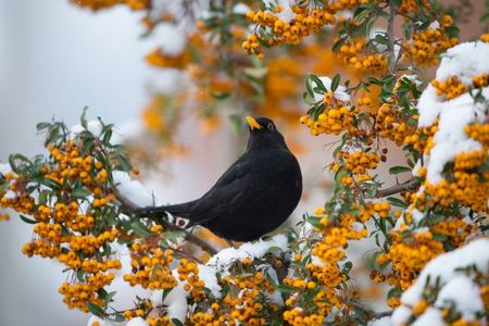 Die kleinen Piepmaetze brauchen im Herbst und Winter viel Vogelfutter
