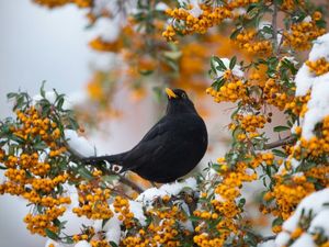 Die kleinen Piepmaetze brauchen im Herbst und Winter viel Vogelfutter Die kleinen Piepmaetze brauchen im Herbst und Winter viel Vogelfutter