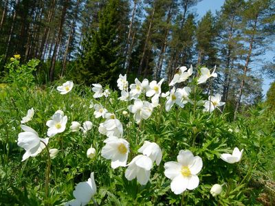 Anemonen in Lettland Anemonen in Lettland