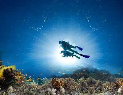 Die Karibik zaehlt zu den attraktivsten Unterwasserrevieren der Welt