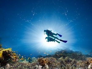 Die Karibik zaehlt zu den attraktivsten Unterwasserrevieren der Welt