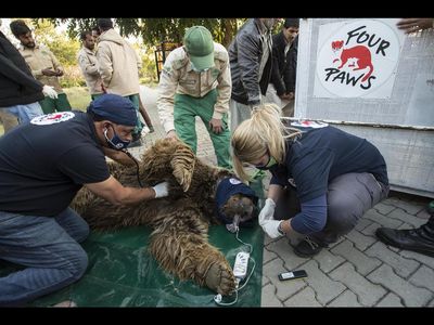 Die Himalaya-Braunbären Suzie und Bubloo wurden evakuiert