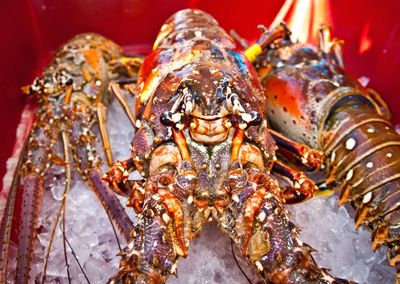Essen und Trinken Lobster Festival Hummer Essen und Trinken Lobster Festival Hummer
