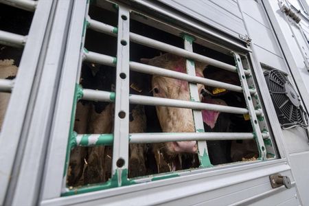 Lebendtiertransporte ueber lange Strecken verhindern