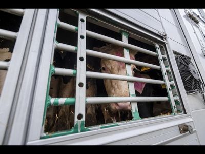Lebendtiertransporte ueber lange Strecken verhindern