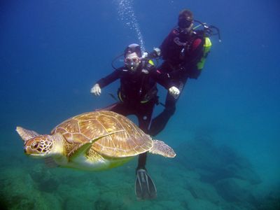 Tauchen Teneriffa Schildkröte Tauchen Teneriffa Schildkröte