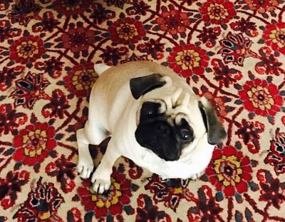 Der Mops Adele ist ein richtiger Kunstkenner
