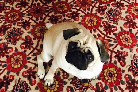 Der Mops Adele ist ein richtiger Kunstkenner