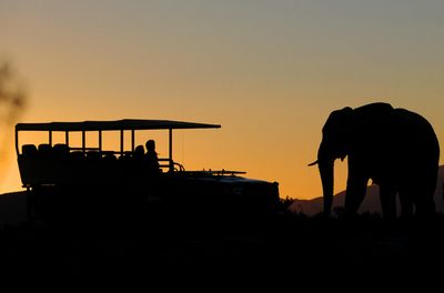 Elefanten beobachten auf Safari