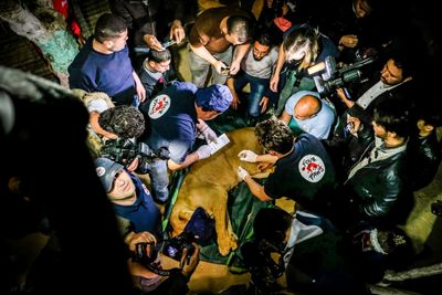 Ueber 40 Tiere innerhalb weniger Tage zu untersuchen und zu verladen war eine grosse Aufgabe