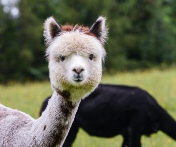 Mit dem Harry’s Home Hotel Graz erleben Gaeste die flauschigen Tiere auf der Alpaka Expo von 15. bis 17. Februar 2019 aus naechster Naehe