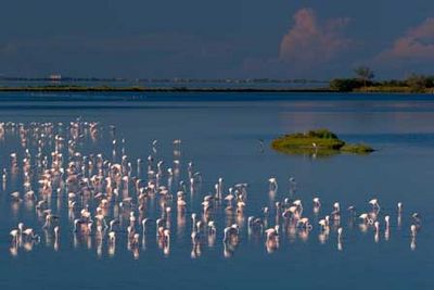 Sonnenaufgang und Jazz in den Salinen zwischen Flamingos am Abend