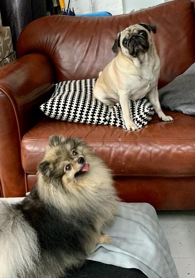 Außerdem sind höhere Anforderungen an die Haltung von Hunden festgeschrieben, so muss beispielsweise der regelmäßigen Kontakt zu Artgenossen gewährt werden