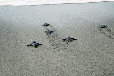 Reisen Trinidad Schildkroetenbabies Reisen Trinidad Schildkroetenbabies