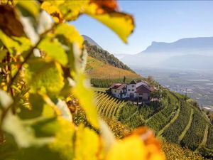 Weinberge sind fester Bestandteil der Suedtiroler Kulturlandschaft Weinberge sind fester Bestandteil der Suedtiroler Kulturlandschaft
