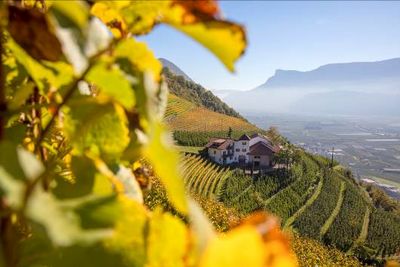 Weinberge sind fester Bestandteil der Suedtiroler Kulturlandschaft