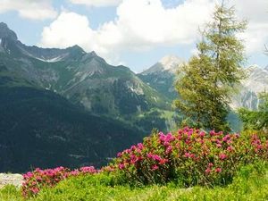 Ein Meer aus Alpenrosen – am Rendl suedlich von St. Anton am Arlberg bluehen im Juni und Juli die Heidekraeuter besonders ueppig Ein Meer aus Alpenrosen – am Rendl suedlich von St. Anton am Arlberg bluehen im Juni und Juli die Heidekraeuter besonders ueppig