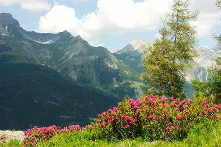 Ein Meer aus Alpenrosen – am Rendl suedlich von St. Anton am Arlberg bluehen im Juni und Juli die Heidekraeuter besonders ueppig