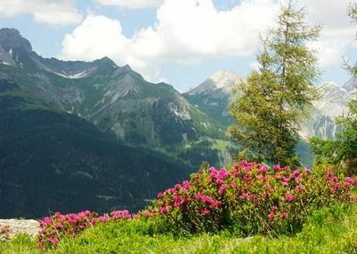Ein Meer aus Alpenrosen – am Rendl suedlich von St. Anton am Arlberg bluehen im Juni und Juli die Heidekraeuter besonders ueppig