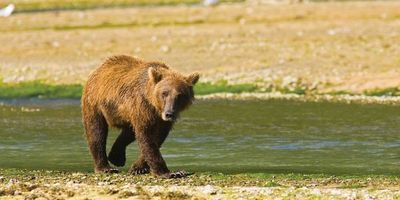 Der Grizzlybaer fuehlt sich in Alaska besonders wohl