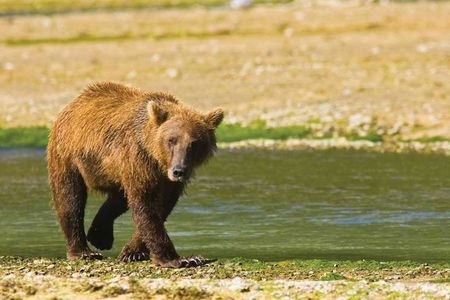 Der Grizzlybaer fuehlt sich in Alaska besonders wohl