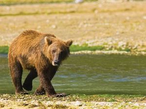 Der Grizzlybaer fuehlt sich in Alaska besonders wohl Der Grizzlybaer fuehlt sich in Alaska besonders wohl
