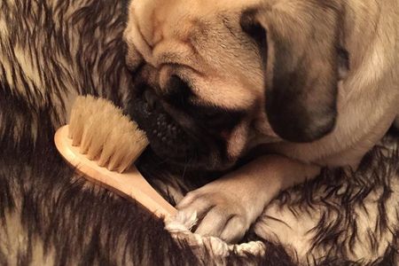 Der Mops hat die besseren Geschichten