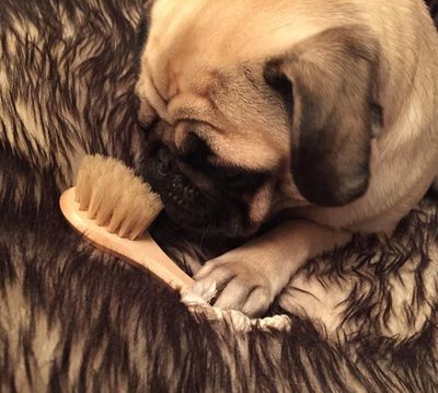 Der Mops hat die besseren Geschichten