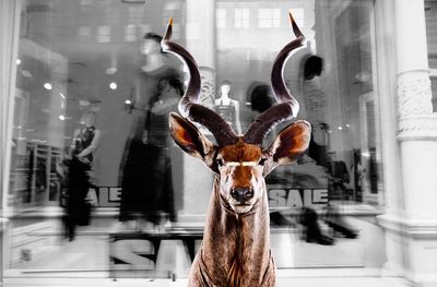 Urban Anmials Hirsch
