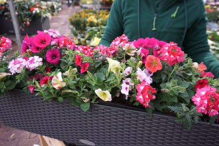 Für Südbalkone mit viel Sonne eignen sich hingegen Geranien, Rosmarin und Lavendel oder vielleicht sogar ein kleines Olivenbäumchen
