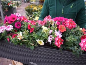 Für Südbalkone mit viel Sonne eignen sich hingegen Geranien, Rosmarin und Lavendel oder vielleicht sogar ein kleines Olivenbäumchen Für Südbalkone mit viel Sonne eignen sich hingegen Geranien, Rosmarin und Lavendel oder vielleicht sogar ein kleines Olivenbäumchen