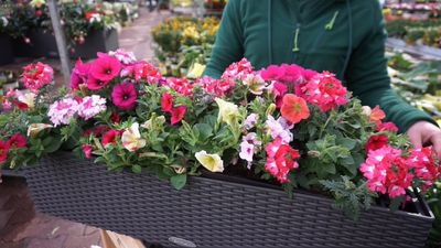 Für Südbalkone mit viel Sonne eignen sich hingegen Geranien, Rosmarin und Lavendel oder vielleicht sogar ein kleines Olivenbäumchen