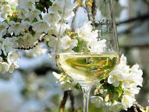 Eine wunderbare Zeit, um in Niederoesterreich auf Erkundungstour zum Wein zu gehen, ist der Fruehling Eine wunderbare Zeit, um in Niederoesterreich auf Erkundungstour zum Wein zu gehen, ist der Fruehling
