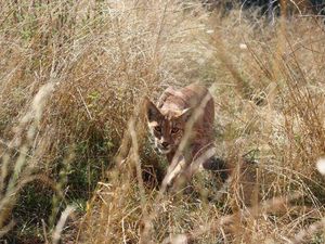 Für mehr Artenvielfalt: Auch dieser junge Luchs wird in der TIERART Wildtierstation von VIER PFOTEN auf ein Leben in freier Wildbahn vorbereitet Für mehr Artenvielfalt: Auch dieser junge Luchs wird in der TIERART Wildtierstation von VIER PFOTEN auf ein Leben in freier Wildbahn vorbereitet