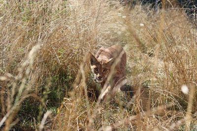 Für mehr Artenvielfalt: Auch dieser junge Luchs wird in der TIERART Wildtierstation von VIER PFOTEN auf ein Leben in freier Wildbahn vorbereitet