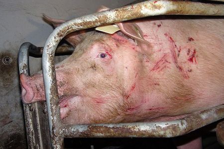 Ein erbärmliches Leben für 300 Millionen Tiere in der EU
