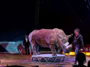 Das war kein schoenes Leben für den Breitmaulnashornbullen Tsavo im Circus Krone, einen Artgenossen hatte er nie gesehen Das war kein schoenes Leben für den Breitmaulnashornbullen Tsavo im Circus Krone, einen Artgenossen hatte er nie gesehen