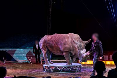 Das war kein schoenes Leben für den Breitmaulnashornbullen Tsavo im Circus Krone, einen Artgenossen hatte er nie gesehen