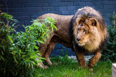 Ein Zuhause fuer traumatisierte Großkatzen, den Loewen geht es hier gut