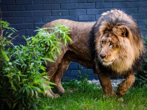 Ein Zuhause fuer traumatisierte Großkatzen, den Loewen geht es hier gut Ein Zuhause fuer traumatisierte Großkatzen, den Loewen geht es hier gut