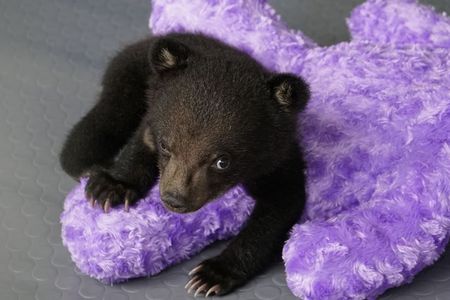 Rettung fuer Mochi VIER PFOTEN rettet Baerenjunges aus illegalem Wildtierhandel